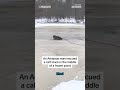 Cowboy rescues calf from frozen pond  - 00:32 min - News - Video