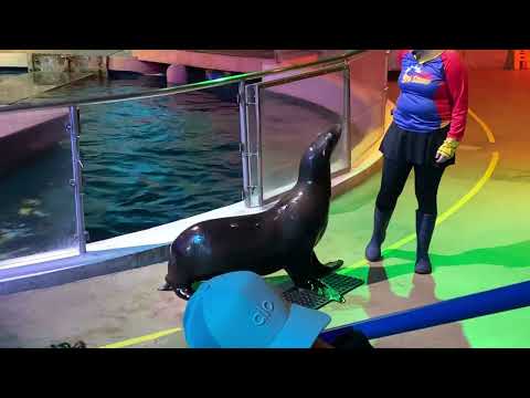 Sea Lion doing a handstand