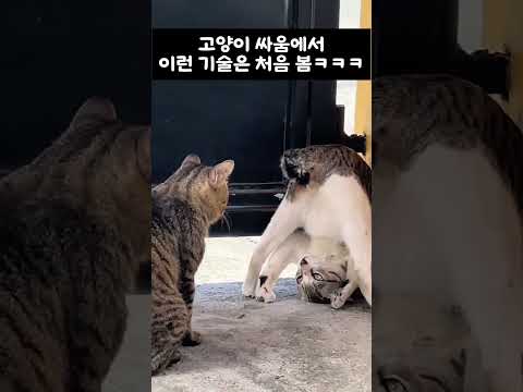 고양이 싸움에서 이런 기술은 <strong>처음</strong> 봄ㅋㅋㅋ