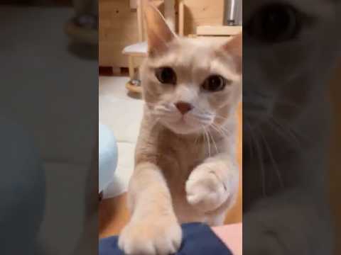 ひのき猫のおねだりをじっくり観察 サムネイル