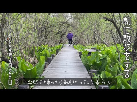 ［石狩市］マクンベツ湿原ミズバショウ群生地「朝に散歩をする4月28日2024年」