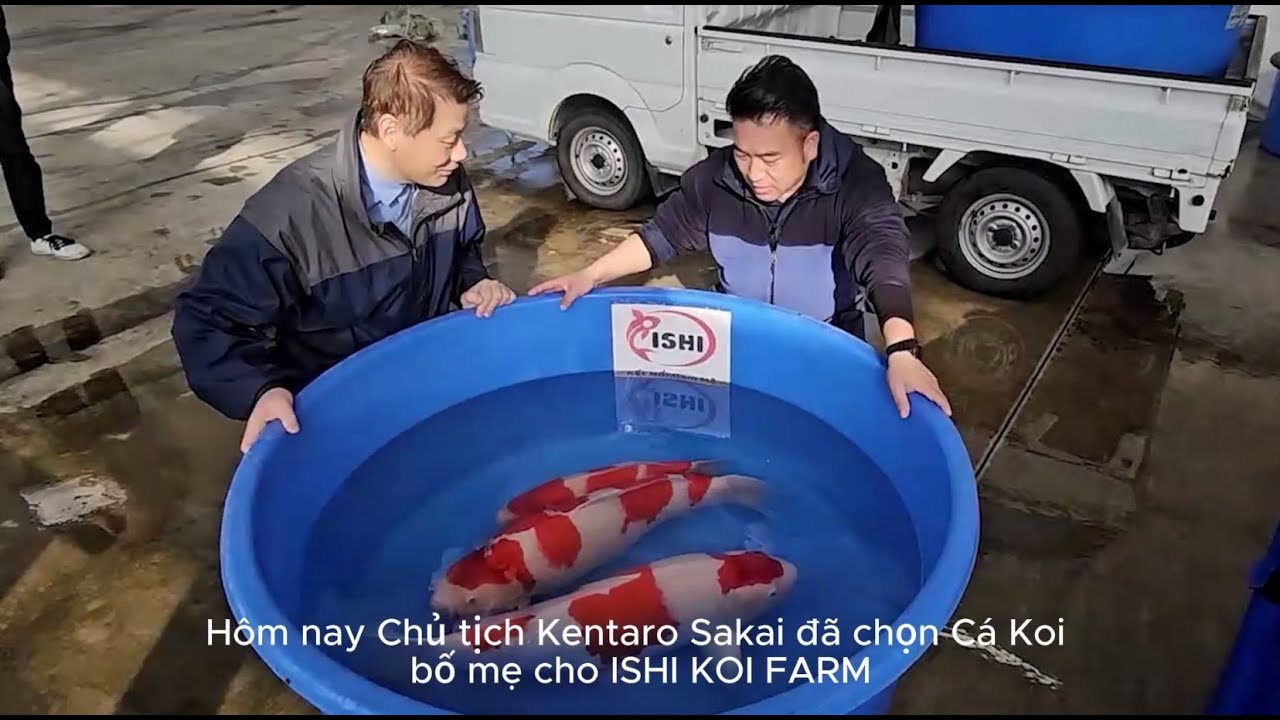 ca-koi