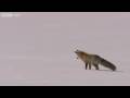 HD: Fox Snow Dive - Yellowstone - BBC Two