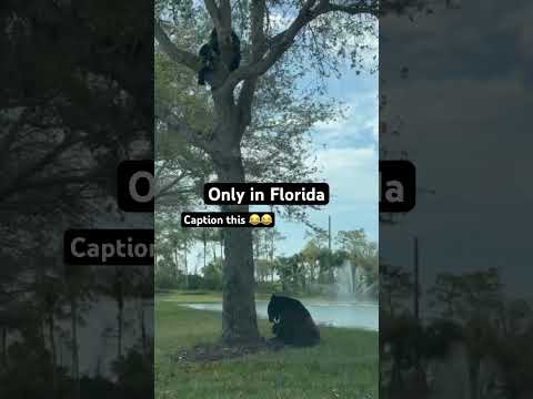 How many bears did you count ? #florida #funny #bears #everglades #bearphotography #bearcamp