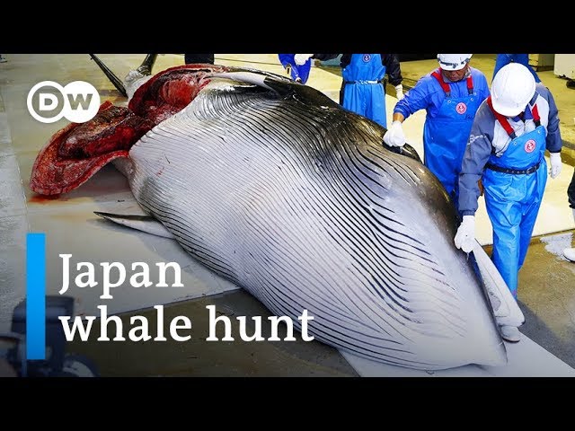 Japan establishes whaling catch restriction for 2021 at 383, like 2020 