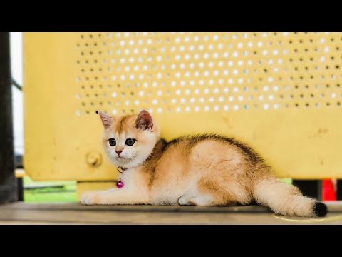 I Don't Wanna Back Home - Cute Kitten Going out to The Park With Beautiful Girl | Viral Cat