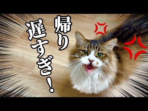 遅い帰宅に猫がプチギレてた件💦にゃっち（猫用おやつ）をあげると即許しちゃう猫がかわいい♡