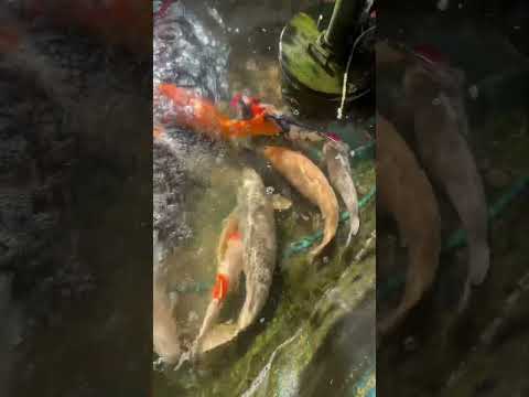 錦鯉の群れに遭遇しました #koi