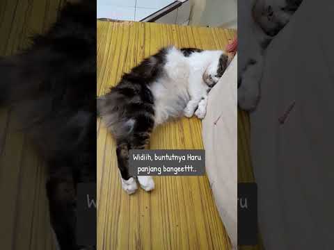 Sebenarnya buntutnya siapa ? #shorts #cat #kucinglucu #kucing #funnycats