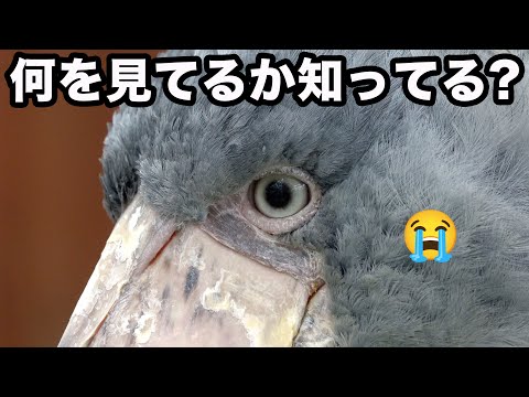 【知ったら泣く】何かをじっと見てから踊るハシビロコウふたばちゃん!【冬のふたば2025-2026-13】Futaba, Shoebill  winter 2025-2026-13　掛川花鳥園 sony