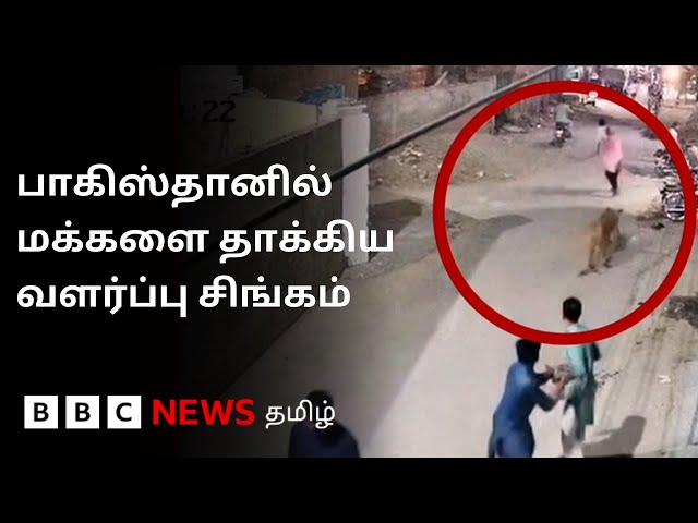 Pakistan-ல் வீட்டில் வளர்த்த சிங்கம் தாக்கியதில் பெண் & குழந்தைகள் காயம்; முழு விவரம் என்ன?