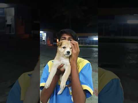 #cutedogs#cutedogstiktok