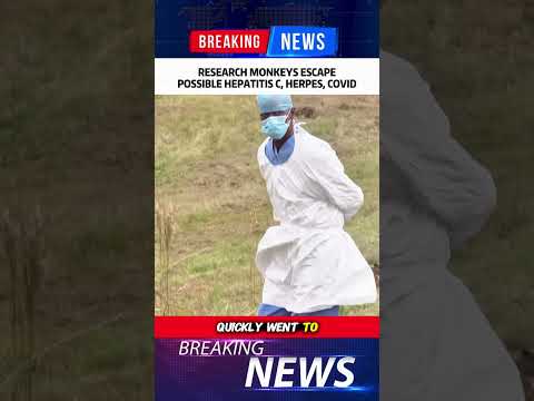 RESEARCH MONKEYS ESCAPEPOSSIBLE HEPATITIS C, HERPES, COVID  #WorldNewsTonight#monkeys#hideyokids