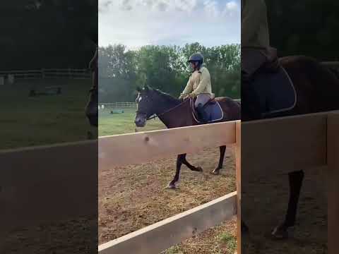 Shes gorgggg #equestrianriding #horse #smalljump #miniaturehorse #flipy #equestrian #pony #horsegirl