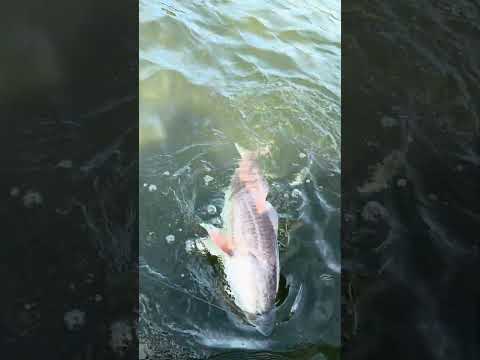 Tank redfish video thumbnail