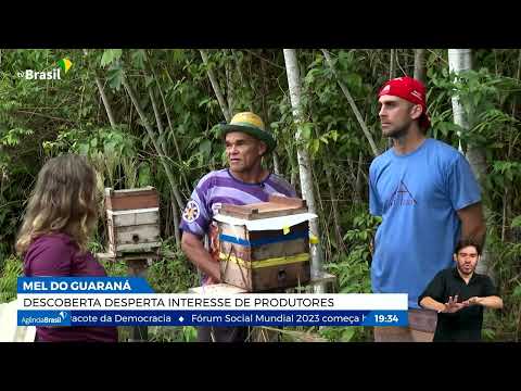 Mel com propriedades do guaraná desperta interesse dos produtores