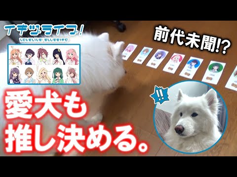 【ラブライブ!】イキヅライブより、愛犬もラブライバーになるみたいです。