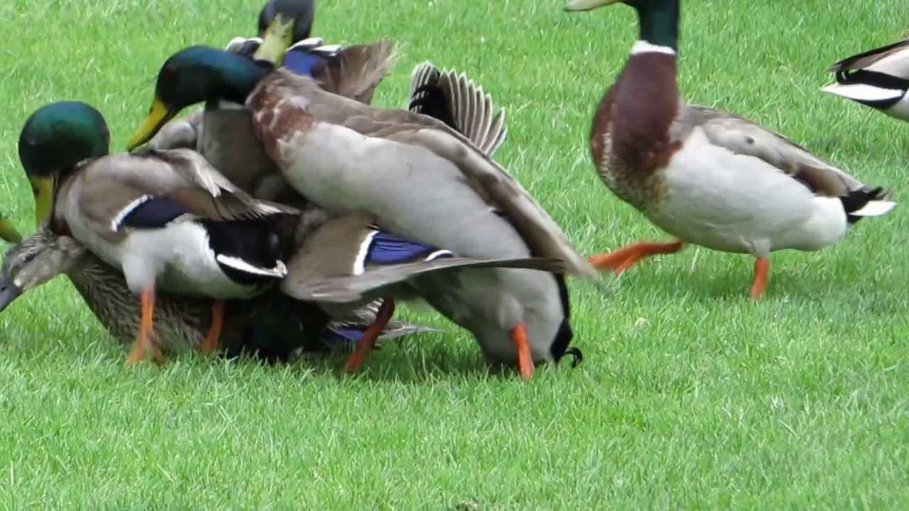 mallard-ducks-mate-mallards-attack-a-mallard-hen-youtube