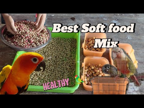 Best Soft Food Mix for Conures , Cockatiel, Lovebird l Healthy diet for birds #birds #vlog 🦜♥️