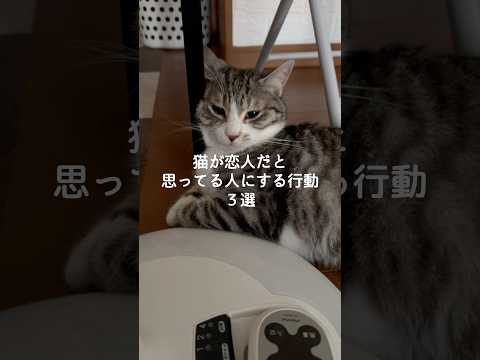 猫の動画サムネイル - 猫が恋人だと思ってる人にする行動3選 #猫 #ねこ #猫動画 #猫のいる暮らし #ねこのいる生活 #保護猫 #猫好きさんと繋がりたい #猫のいる生活 #猫好き VOICEVOX:ずんだもん