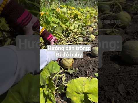 Hướng dẫn trồng: Bí đỏ Baby dẻo ngon và nhanh thu hoạch #hatgiongrangdong #rangdongseeds