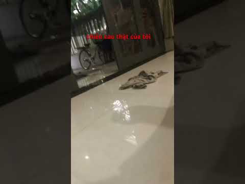 chiều cao thật của tôi