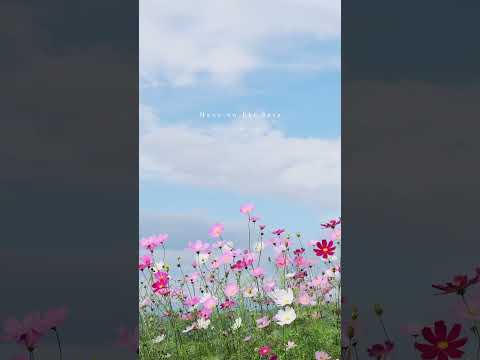 天空のコスモス畑で迎える朝満開のコスモス畑があまりにも美しくて、ひと時も目が離せなくて。今年もこの景色が見られることを、楽しみに。#fujifilm #xt5 #コスモス