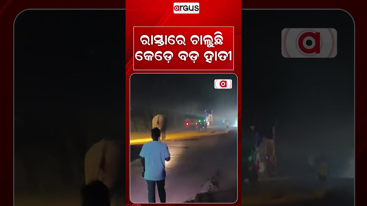ରାସ୍ତାରେ ଚାଲୁଛି କେଡ଼େ ବଡ଼ ହାତୀ | Elephant Menace In Sundargarh | Argus News