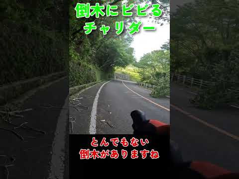 倒木にビビるチャリダー💦［ロードバイク］［ヒルクライム］［眉山］［TREK］［emonda ALR4］［工藤静香］［嵐の素顔］#shorts