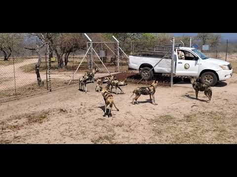When Wild Dogs Are Excited for Their Food @jandjnel @jace and juriel