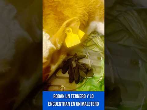 Roban un ternero y lo encuentran en el emaletero de un coche