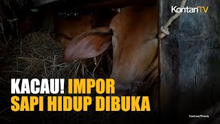 Kejar Nilai Tambah, Pemerintah Bakal Buka Impor Sapi Hidup dan Perketat Daging Beku