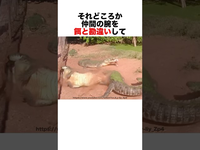 ワニデスロール🐊