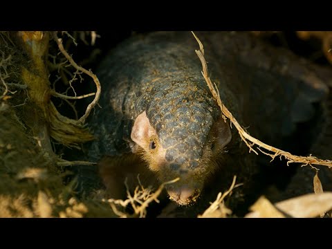 Pangolin: The World's Most Trafficked Mammal I 4KUHD | China: Nature's Ancient Kingdom | BBC Earth