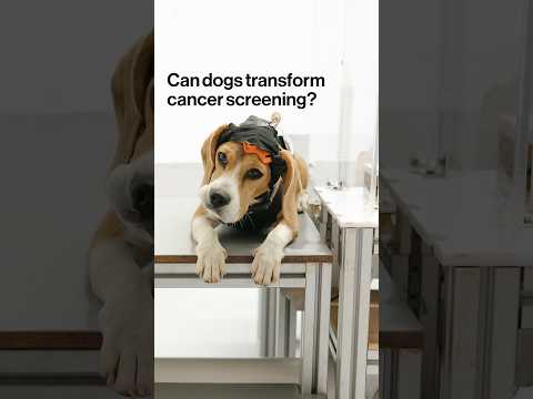 Can Dogs Transform Cancer Screening?