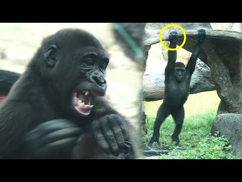 ジャバリとリンゴの城での遊びと力強さに迫る サムネイル