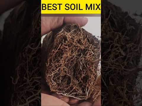Best Soil Mix for Plants #shorts