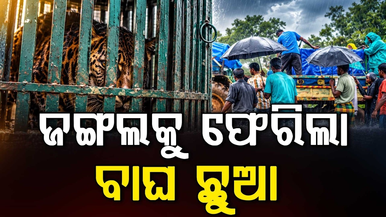 ଜଙ୍ଗଲକୁ ଫେରିଲା ବାଘ ଛୁଆ | Rescued Tiger Cub Recovers, Released Into Similipal Enclosure | Argus News
