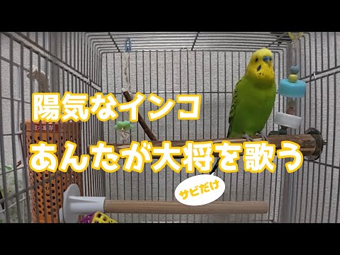 自作の歌からあんたが大将まで楽しそうに歌う陽気なインコ【セキセイインコ】