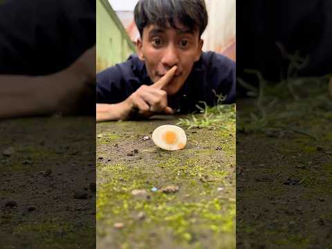 This candy experiment shocked me, the millipede couldn't ignore it#shorts#millipedes