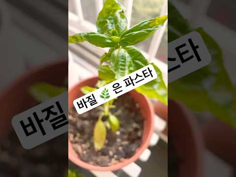 아파트 베란다에서 바질 수확해서 파스타 만들기 🍝🍃