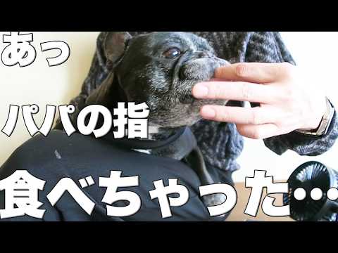 近所でぶらり、愛犬とのひと時
