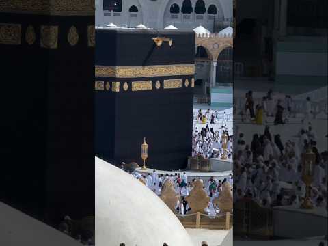 #sehar#naat #islamicshorts #birds #youtubeshorts #shortvideo #short