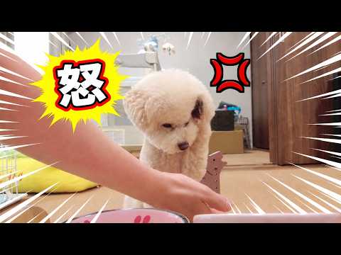 愛犬と久しぶりに女子会したらキレられてしまいました…