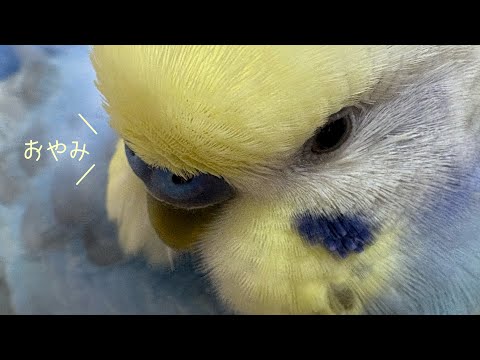 #181 モフモフちくわと豆苗 #セキセイインコ #男の子 #3歳 #お喋り