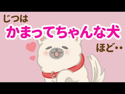 毎秒が愛おしすぎる！かまってちゃんな犬の特徴6選
