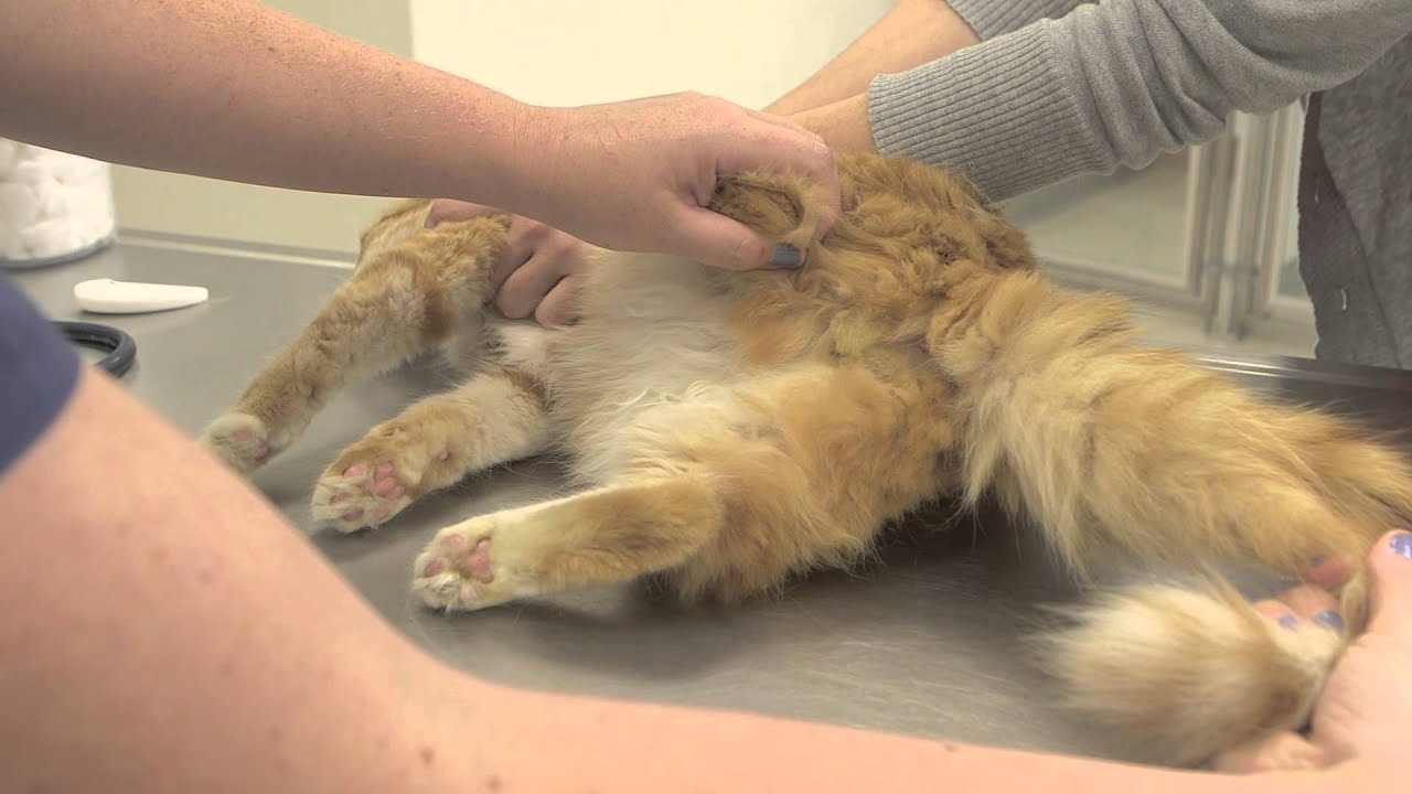 Differences Between Neutered Un Neutered Cats General Cat Health 
