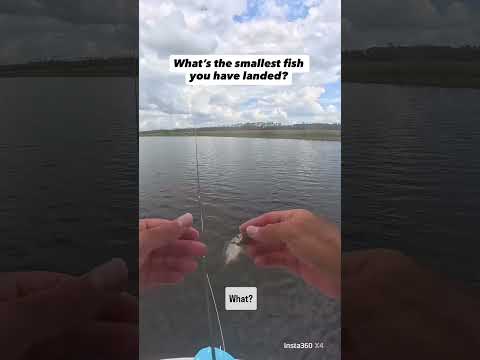 Not even in my top 3 😂 #flyfishing #insta360 #insta360x4 @insta360 @choonaclothing