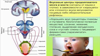 Дубынин Вячеслав - Мозг и голод: Почему нас радует еда