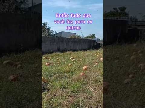 Colhemos tudo!! #motivacional #reflexão #deus #fe #colheita #shorts #biblia